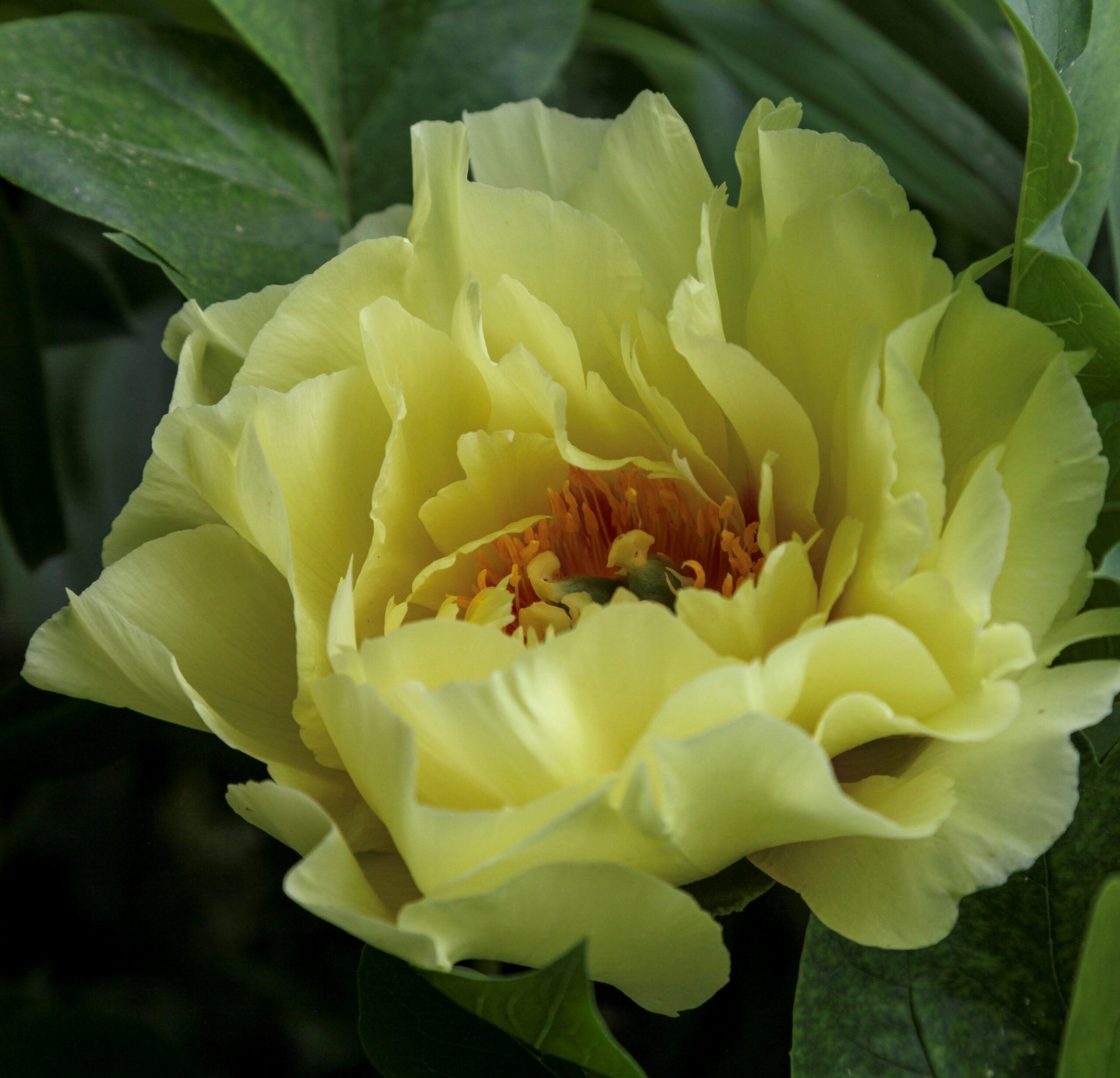 YellowDream-sirpa Yellow Dream - Pilt 1