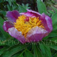 Paeonia ssp. banatica - Pilt 4
