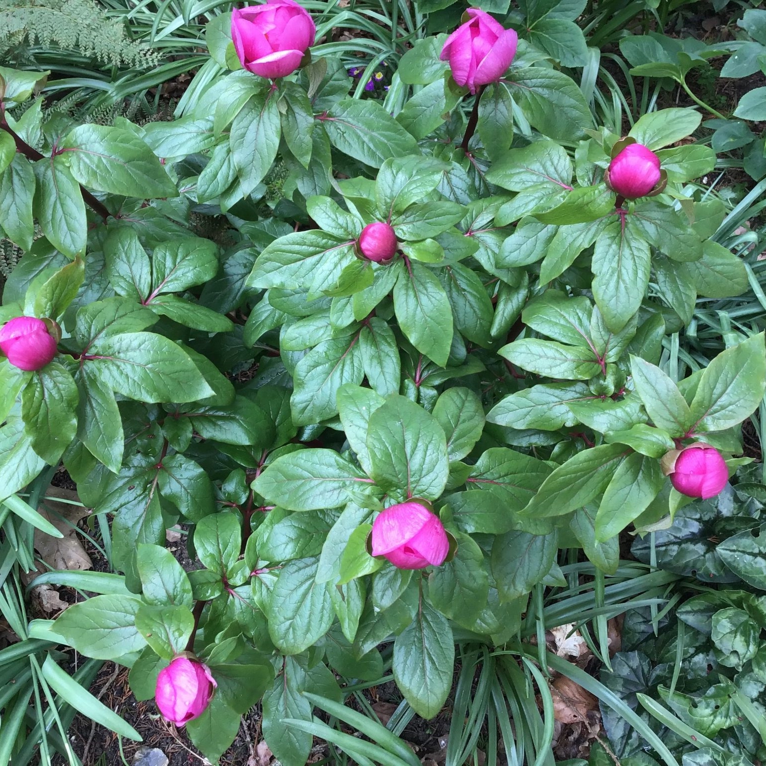 mascula-ssp.-russoi-6BuJhneA-2048x1536 Paeonia mascula ssp. russoi - Pilt 1