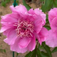 Raspberry Rose